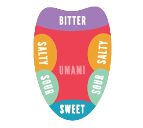 Umami - tongue taste regions